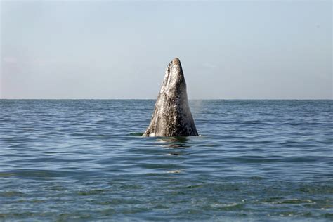 Gray whales 101: Facts on biology, migration, and more .